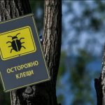 Рост числа укусов клещей в Пермском крае