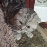 Кошка обнаружена в МЖК.