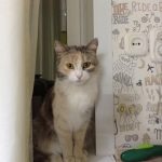 Помогите отыскать кошку. Она пропала в окрестностях Магнита на пр-кт. Мира, 6. Если кто-то ее увидел или забрал, пожалуйста, свяжитесь с нами либо в личных сообщениях, либо по телефону 89519310288. Мы очень скучаем по ней!!!
