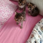 Котята в хорошие руки