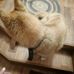 Рыжий хаски с ошейником ищет дом