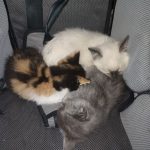 Кто забрал сиамского котёнка из храма в посёлке Юг?