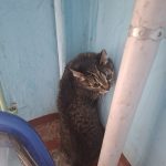 Пропавшее домашнее животное