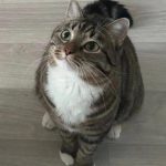 Пропал кот