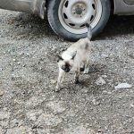 Котенок чьей прелести?