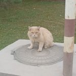 Котик на Матросова в беде