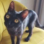 В поисках заботливых хозяев для кошечки