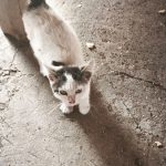 СРОЧНО! Котенок в беде, нужен добрый дом